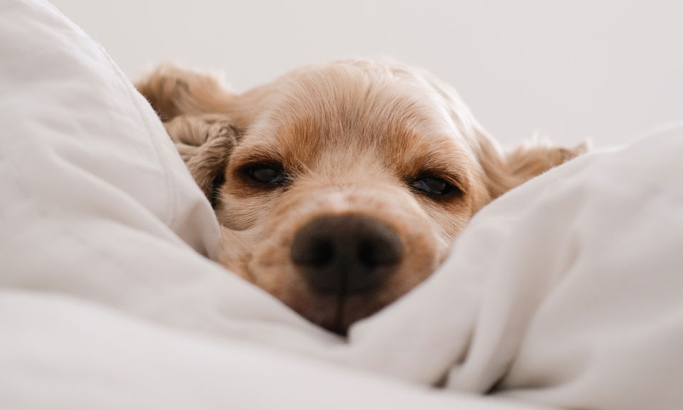 THIS AUGUST at the Best Western Plus Emerald Isle PETS STAY FREE